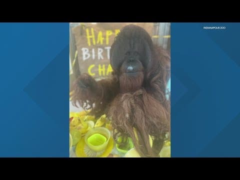 Indianapolis Zoo celebrates 'Charly the Orangutan's 30th birthday