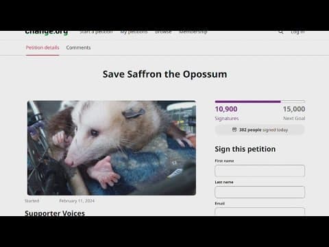 Opossum confiscated, online petition rallies to 'Save Saffron'