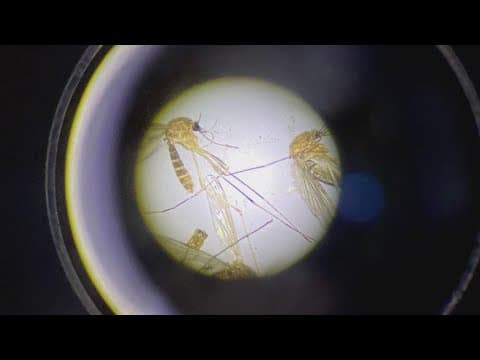 Mosquitoes swarming at dusk