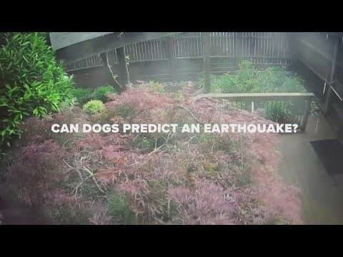 Can dogs predict earthquakes?