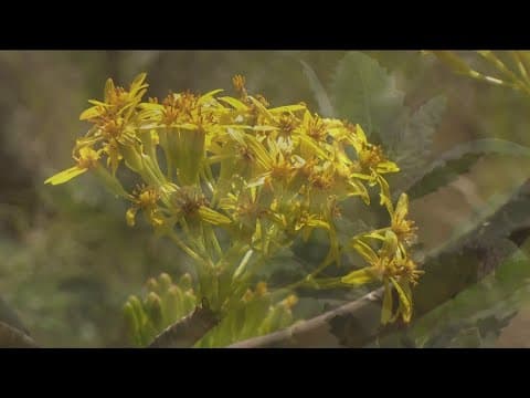 Inside San Diego's medicinal plant garden