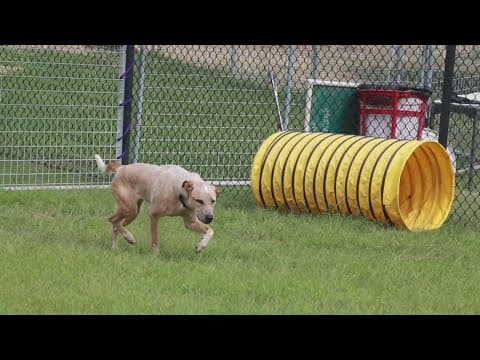 Tailwaggers: Meet Arizona