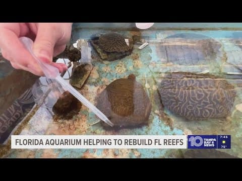 The Florida Aquarium helps rebuild reef with new coral babies