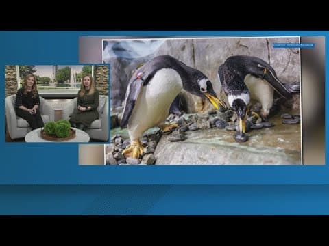 The Buzz: Baseball, baby animals and Dollywood's 40th anniversary