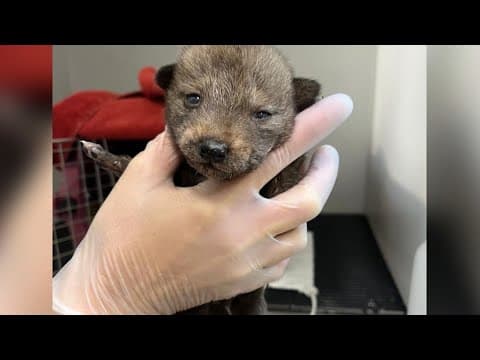 Coyote has pups under family’s deck in Pacific Beach
