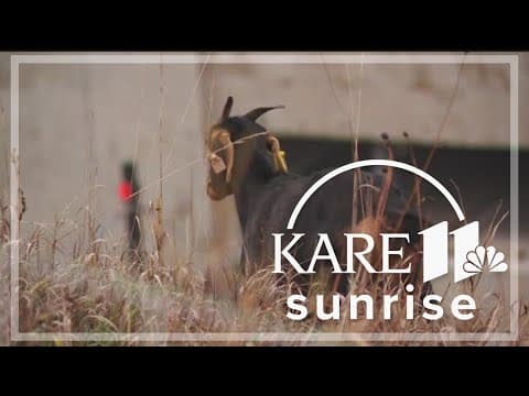 Sheep and goats get their fill eating weeds at St. Paul's Capitol building