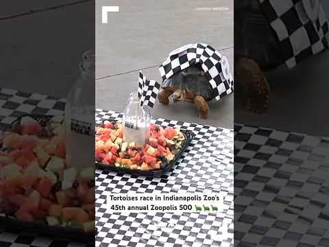 Tortoises race in Indianapolis Zoo’s 45th annual Zoopolis 500 🐢🐢🐢