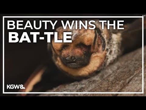 Oregon bat wins national beauty contest