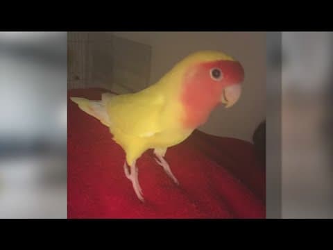 Pet cremation company not delivering ashes, more customers speak out