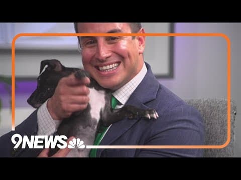 3 cute pups need a forever home