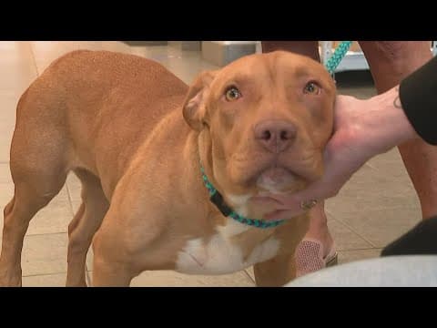 Franklin County Dog Shelter offers to pay medical bills for whoever adopts dog that will need amputa