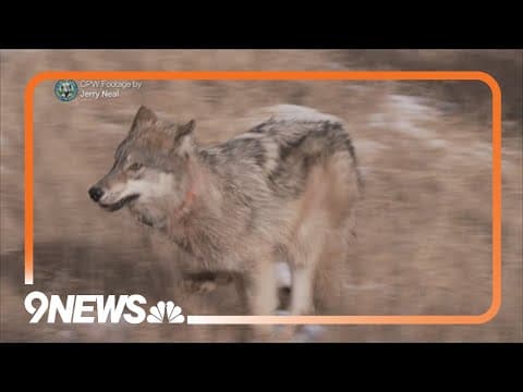 New wolves released in Summit and Grand counties