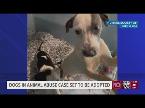 Two dogs rescued in Hillsborough County animal cruelty case make healthy recovery, ready for new hom
