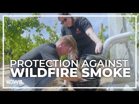 OSU researchers move closer to protecting wine grapes from wildfire smoke