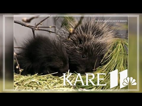 Porcupines rescued after getting lost in metro