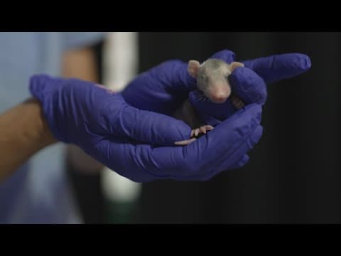 Wildlife rehab center in Plano faces relocation over zoning issues, seeks urgent support