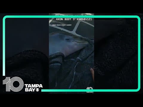 Pasco County deputies help rescue baby dolphin