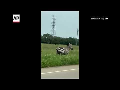 Escaped pet zebra on the loose in Tennessee