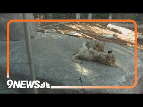 4 African lion cubs make Denver Zoo debut