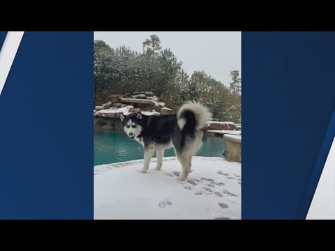 Houston-area dogs have fun frolicking in the snow!