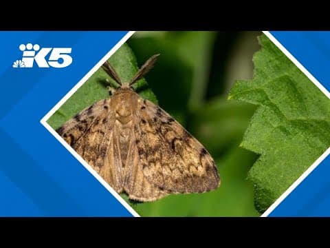 'Imminent danger': Emergency declaration issued due to spongy moth infestation in Washington