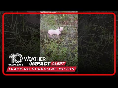 Dog tied to fence on I-75 rescued in flood waters before #Milton makes landfall #10tampabay