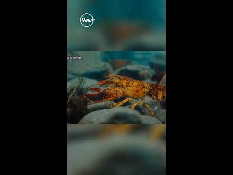 Meet the Halloween lobster Jackie