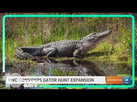 Florida Fish and Wildlife considers allowing expansion on gator hunt rules