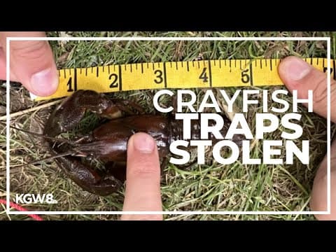 Thief pinches Turner students' crayfish traps used for science project