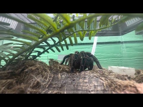 Tarantulas taking over Central Texas