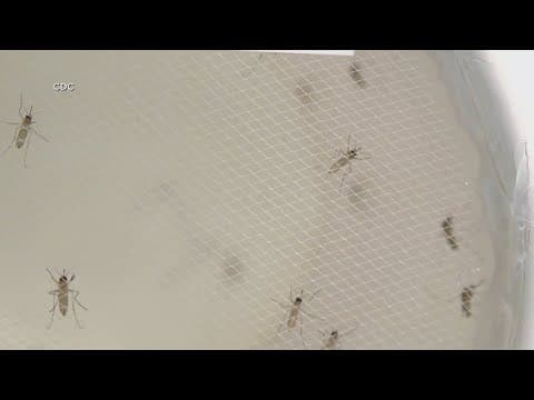 Fight the bite on World Mosquito Day