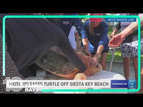 Sea turtle named Lil' Dougie is released off Siesta Key Beach
