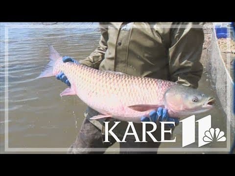 State hopes to put end to invasive carp creep upstream