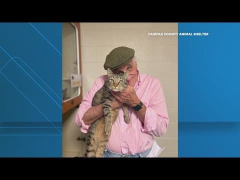 Cat returns home after microchip tracking mission