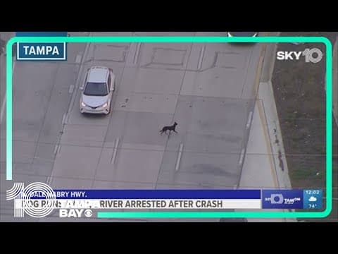Officials trying to catch dog who ran away from four-car crash on Dale Mabry Highway