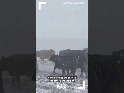 It’s spring, but it’s snowing in the Texas panhandle. These cows don’t seem to mind though ❄️