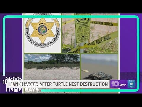 FWC charges Sarasota County man for sea turtle nest destruction