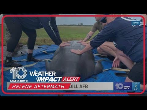 Young manatee washes ashore at MacDill Air Force Base during Hurricane Helene