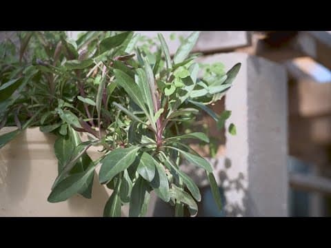 Experts give tips to prep your plants for potential freeze and snow in North Texas