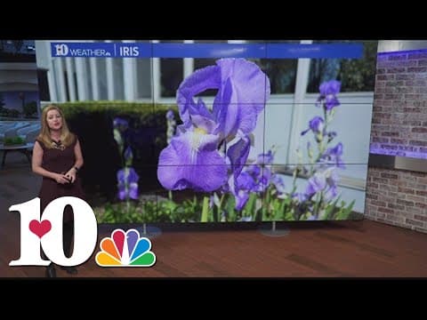 What's blooming in East Tennessee right now?