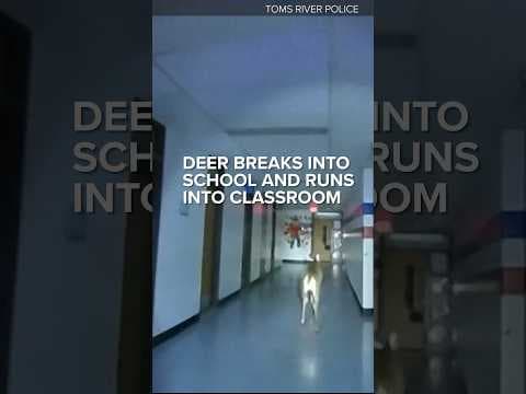 Deer breaks into elementary school in New Jersey