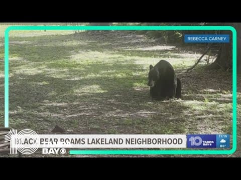 Black bear roams Lakeland neighborhood