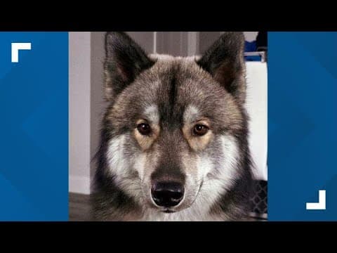 Officer kills pet dog mistaken for a coyote in Massachusetts. The owner says it was unnecessary.
