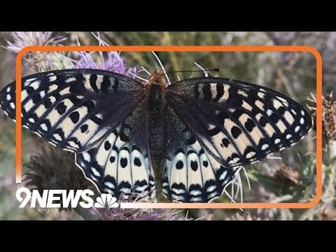 Butterfly seen in parts of southwest Colorado getting protections under Endangered Species Act