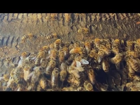 Man stung over 100 times by bees in San Marcos