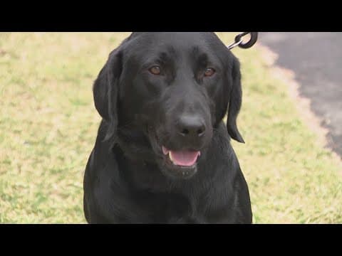 Drug sniffing dog program to kick off in Loudoun County, Virginia