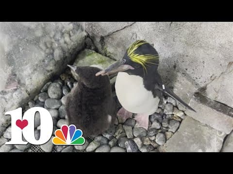 Newest penguin addition to Tennessee Aquarium
