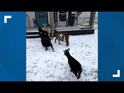 Alvin goats in snow