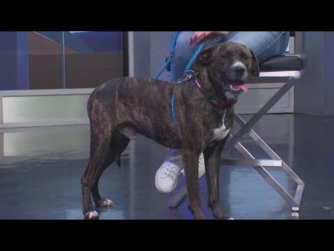 Tailwaggers: Meet Maddox