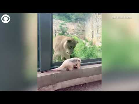 Tamandua visits lions at the San Antonio Zoo